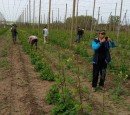 Tuyển lao động phổ thông thời vụ chăm sóc cây Chmel ( men bia )